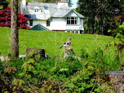 Beautiful House, Fence And Bird Beautiful House, Fence And Bird