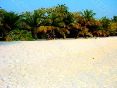 Heron on the beach maldives