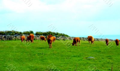 Curious Cow And Herd