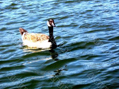 Duck Swimming Happily In A Pond