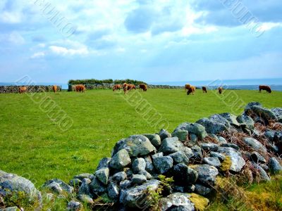 Stone Wall And Cows