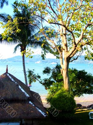 Big Trees And Hut