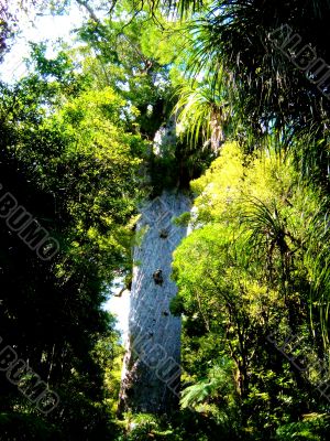 Tree and Greenery