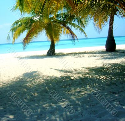 Palm Trees On Beach Maldives