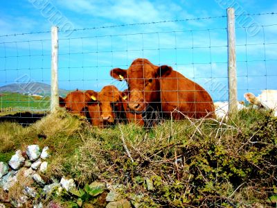 Brown Cows By Fence