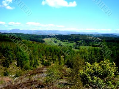 Expanse Of Forest