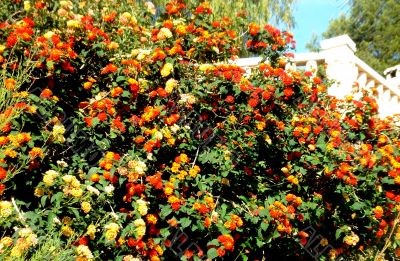 Orange And Red Flowers From Spain