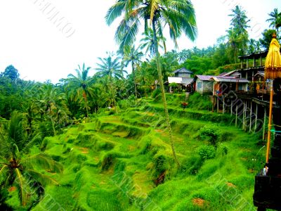 Rice Paddys