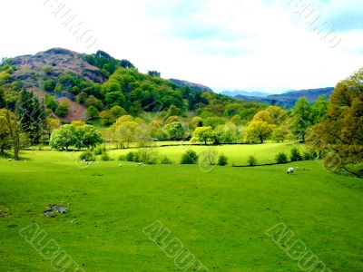 Sheep In Field At Foot Of Hill