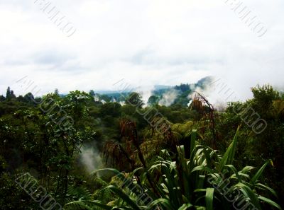 Forest And volcanic Steam  