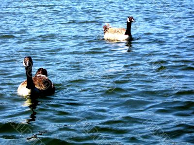 Two Ducks Swimming Happily In A Lake