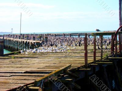 Bird Invasion Of Pier  