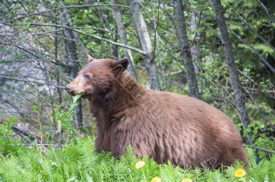 Brown Bear