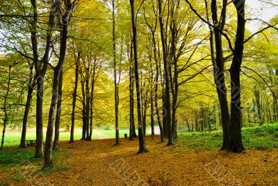 Early Autumn in Forest