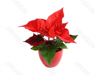 Poinsettia