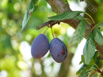 Plums Plums