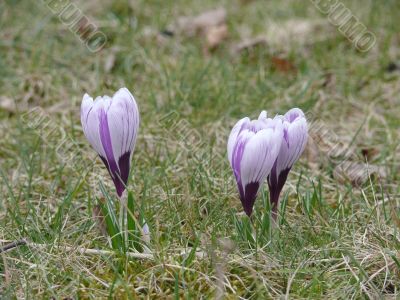 Crocuses