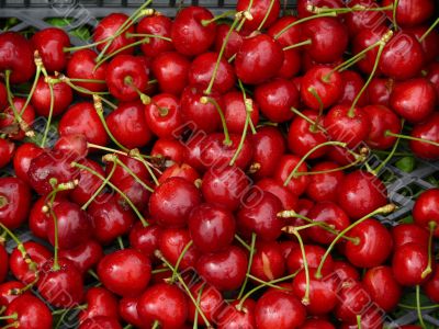 Red cherry