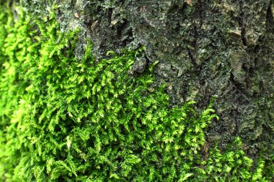 Grren moss Grren moss