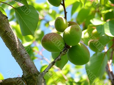 Unripe apricots