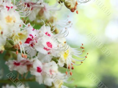 Aesculus hippocastanum Aesculus hippocastanum