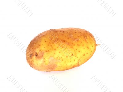 Potato