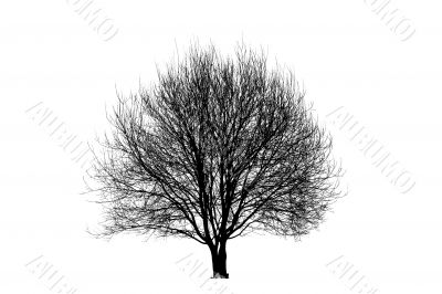 Tree silhouette