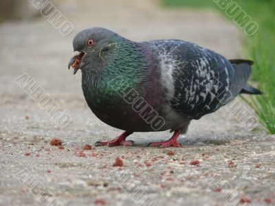 Eating pigeon