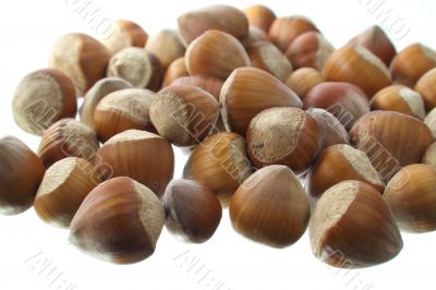 Hazel nuts