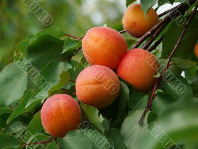 Apricots