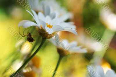 Spider and daisy