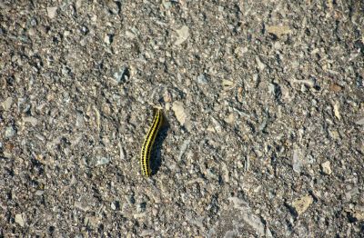 Caterpillar on a sidewalk