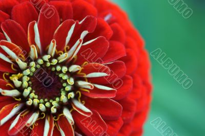 Red blossom of a Zinnia