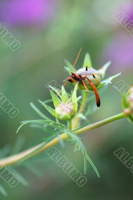 parasitic wasp