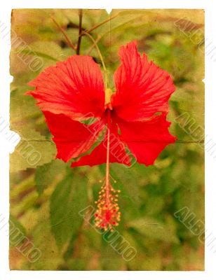 Red hibiscus flower on a piece of old paper