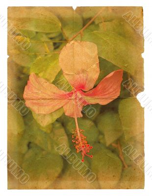 Pink hibiscus flower on a piece of old paper. Pink hibiscus flower on a piece of old paper.