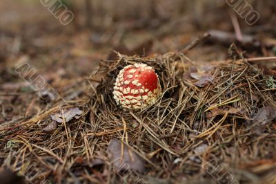 amanita