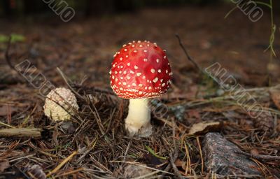 agaric agaric