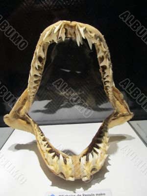 Jaws of the shark with huge sharp teeth on the stand in the aquarium
