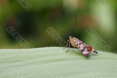 scorpion fly