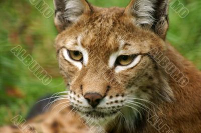 The lynx The lynx