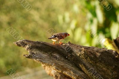 zebra finch