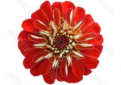 Red blossom of a Zinnia