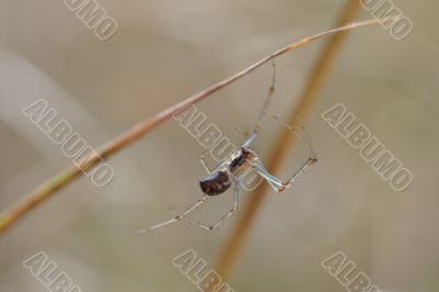 A spider hanging from a branch A spider hanging from a branch