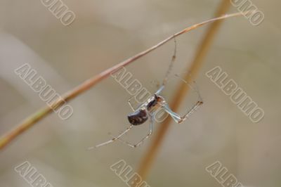 A spider hanging from a branch