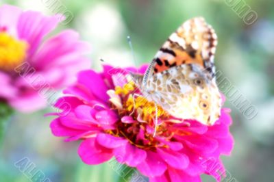 Dreamlike photography of a butterfly on a flower