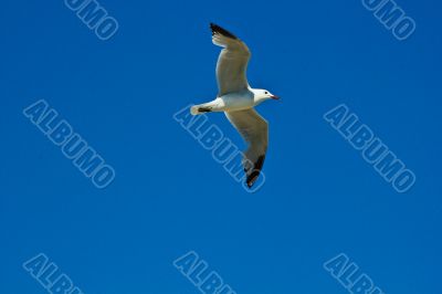 MÃ¶ve am blauen Himmel, sea gull