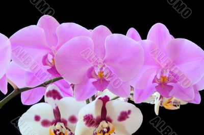 The beautiful orchid