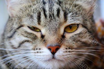 Cat`s portrait with yellow eyes 