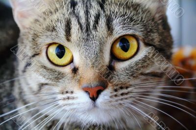 Cat`s portrait with yellow eyes 